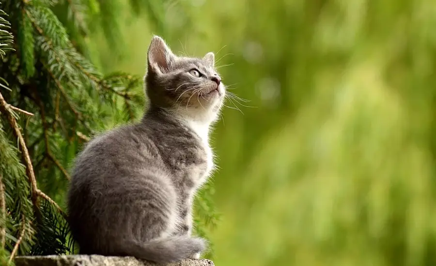 I gatti hanno davvero sette vite?