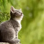 I gatti hanno davvero sette vite?