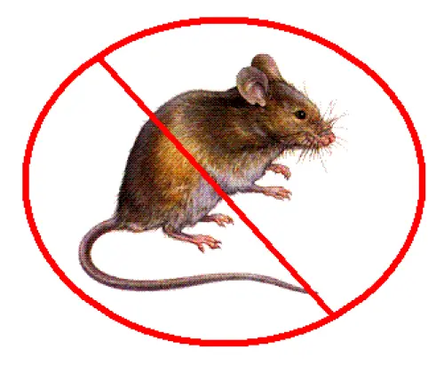 Come si effettua una derattizzazione: norme e pratica