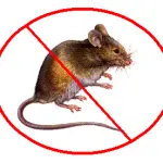 Come si effettua una derattizzazione: norme e pratica